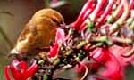 hawaii birding