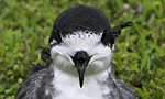 hawaii birding
