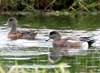 american wigeon