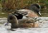 american wigeon