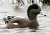 american wigeon