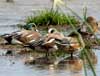 american wigeon