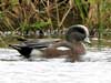 american wigeon