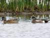 american wigeon