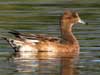 american wigeon