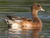 american wigeon