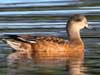american wigeon