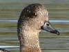 american wigeon