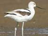 avocet