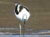 avocet