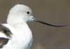 avocet