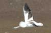 avocet