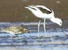 avocet