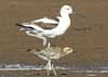 avocet