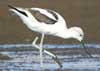 avocet