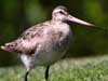 godwit