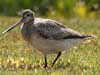 godwit