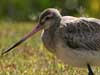 godwit