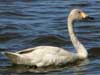 bewicks swan