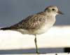 black-bellied plover