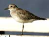 black-bellied plover