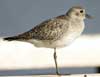 black-bellied plover