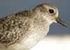 black-bellied plover
