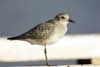 black-bellied plover