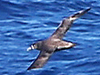 Black-footed Albatross