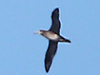 Black-footed Albatross