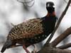 black francolin