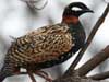 black francolin