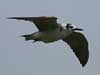 black tern
