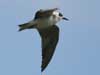 black tern