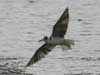 black tern