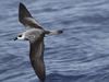 black-winged petrel
