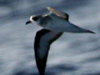 black-winged petrel