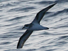 black-winged petrel