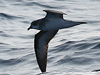 black-winged petrel