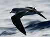 black-winged petrel