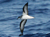 black-winged petrel