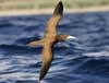 Brown Booby