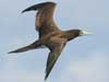Brown Booby