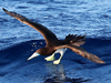 Brown Booby