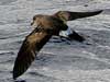 storm petrel