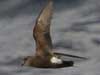 storm petrel