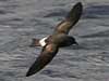 storm petrel