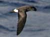 storm petrel