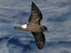 storm petrel