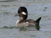 bufflehead
